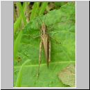 Chorthippus brunneus - Brauner Grashuepfer 02.jpg